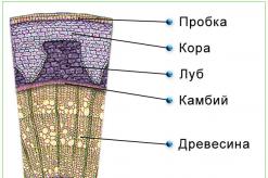 Стебель. Строение стебля