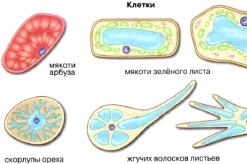 Знакомство со строением клетки