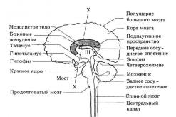 Отделы нервной системы